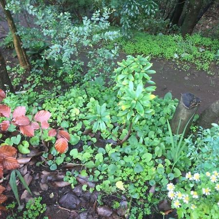Eco Cabana Puerto Varas Eksteriør billede